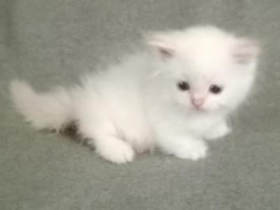 Munchkin Flame Point Himalayan Female - Munchkin - Gallery Photo #1