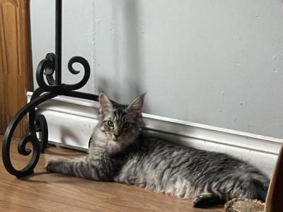 Rivertowns Penny - Maine Coon - Gallery Photo #1