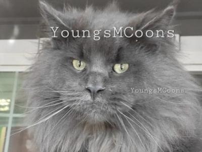 Sylvester - Maine Coon - Gallery Photo #1