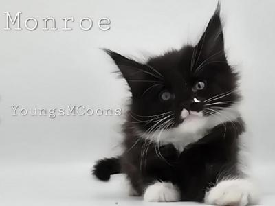 Monroe - Maine Coon - Gallery Photo #1