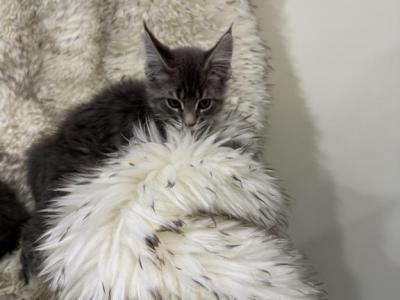 Bobby - Maine Coon - Gallery Photo #1