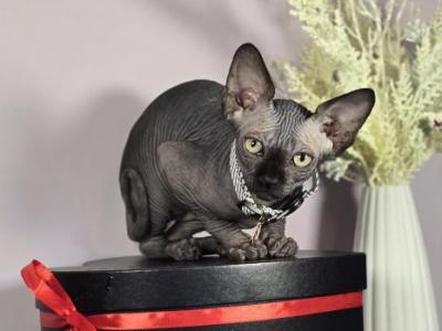 Horus - Sphynx - Gallery Photo #1