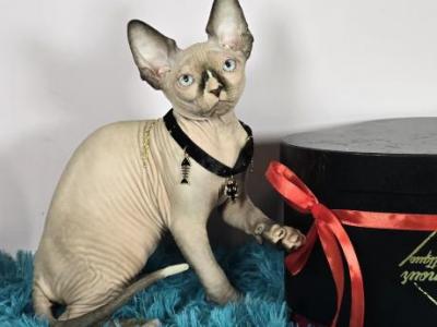 Nimbus - Sphynx - Gallery Photo #1