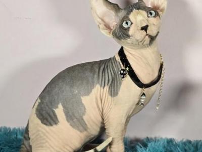 Winston - Sphynx - Gallery Photo #1