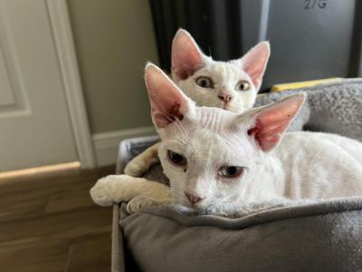 Kitten Trail - Devon Rex - Gallery Photo #1