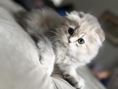 Scottish Fold - Scottish Fold - Gallery Photo #1