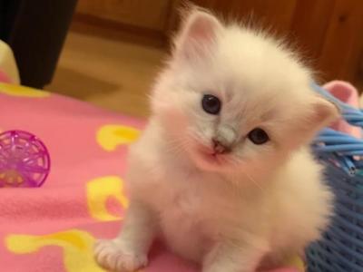 Ragdoll Purebred Sarah's Litter - Ragdoll - Gallery Photo #1