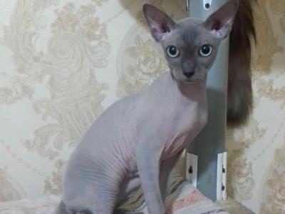 Zeb - Sphynx - Gallery Photo #1