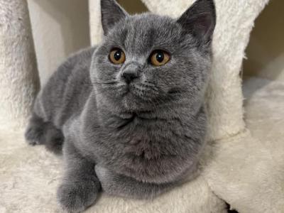 Mia - British Shorthair - Gallery Photo #1