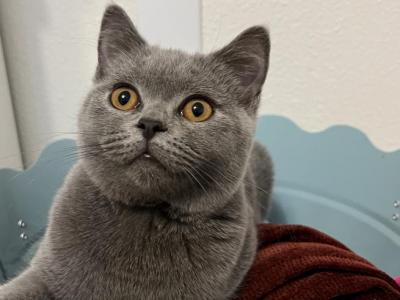 Logan - British Shorthair - Gallery Photo #1