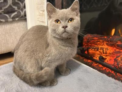 Max - British Shorthair - Gallery Photo #1