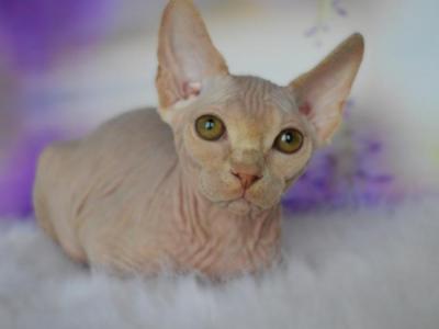 Sphynx Kitten - Sphynx - Gallery Photo #1