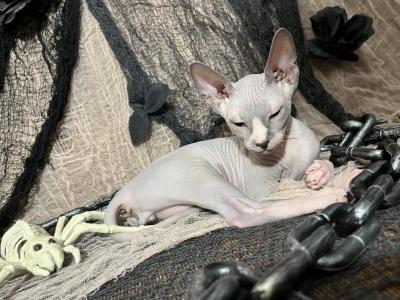 Hopper - Sphynx - Gallery Photo #1