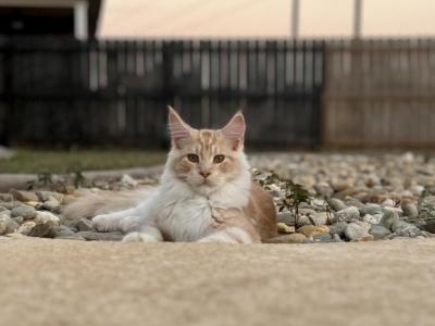 Berlin - Maine Coon - Gallery Photo #1