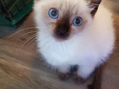 Seal And Blue Point Siamese Kitten's - Siamese - Gallery Photo #1