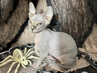 Pudgy - Sphynx - Gallery Photo #1