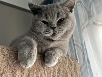 British Blue Kittens - British Shorthair - Gallery Photo #1