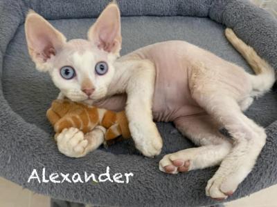 Alexander - Devon Rex - Gallery Photo #1