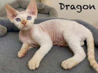 Dragon - Devon Rex - Gallery Photo #1