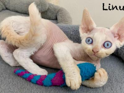 Linus - Devon Rex - Gallery Photo #1