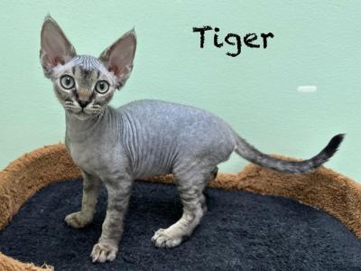 Tiger - Devon Rex - Gallery Photo #1