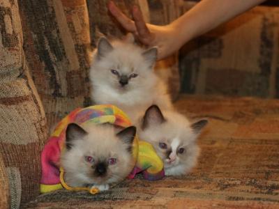 Zia's Litter - Ragdoll - Gallery Photo #1