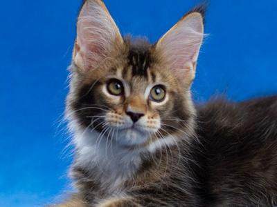 Bisquit - Maine Coon - Gallery Photo #1