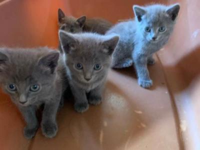 Russian Blue Litter 5 - Russian Blue - Gallery Photo #1