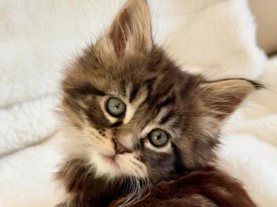 Freya - Maine Coon - Gallery Photo #1