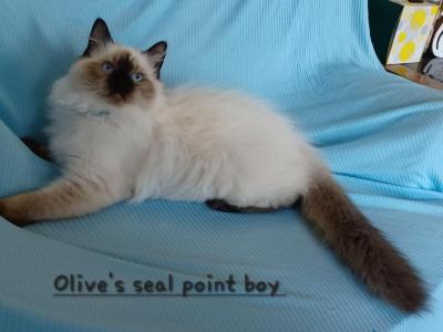 Olive's Seal Point Boy - Ragdoll - Gallery Photo #1