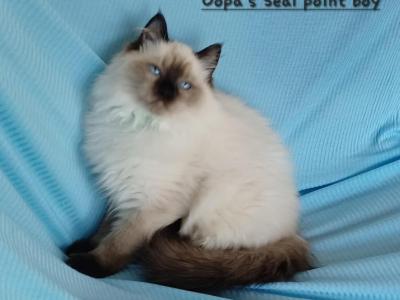 Oopa Loopa's Seal Point Boy - Ragdoll - Gallery Photo #1