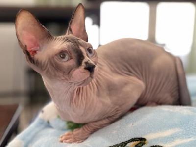 Blue Eyed Girl - Sphynx - Gallery Photo #1