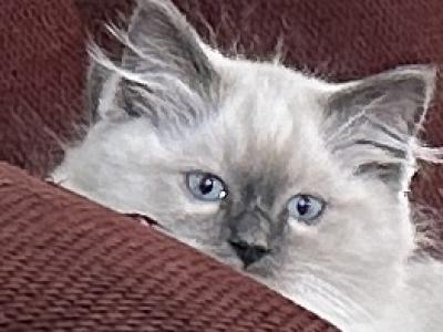 Sadie - Ragdoll - Gallery Photo #1