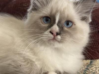 Scarlett - Ragdoll - Gallery Photo #1