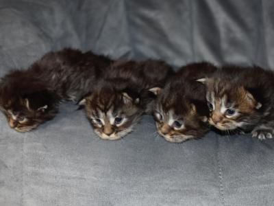 Maine Coons Ready Now TICA Registered - Maine Coon - Gallery Photo #1