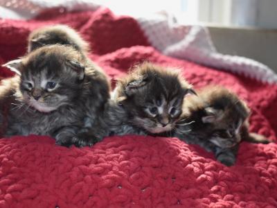 Maine Coon Kittens  TICA Registered - Maine Coon - Gallery Photo #1