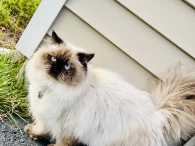 Persian Himalayan Cat - Persian - Gallery Photo #1