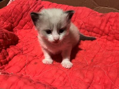 Bentley - Ragdoll - Gallery Photo #1