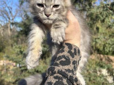 Silver Baby Boy - Maine Coon - Gallery Photo #1