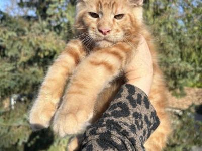 Orange - Maine Coon - Gallery Photo #1