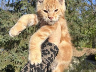 Orange Orange Baby - Maine Coon - Gallery Photo #1