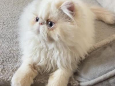 Flame Point Himalayan Persian Girl Lavender Collar - Himalayan - Gallery Photo #1