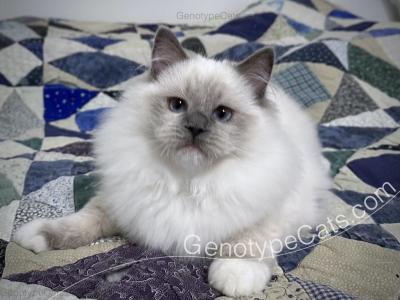 Altheda - Ragdoll - Gallery Photo #1