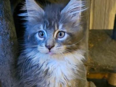 Samantha - Maine Coon - Gallery Photo #1