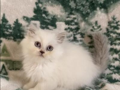 Vizzini The Lilac Point Male Persian - Persian - Gallery Photo #1