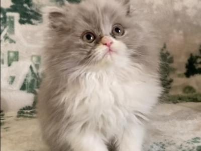 Indigo The Lilac And White Male - Persian - Gallery Photo #1