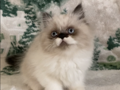 Westley The Sealpoint Persian Male - Persian - Gallery Photo #1