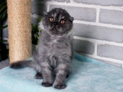 Carmen - Scottish Fold - Gallery Photo #1