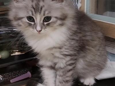 3 Kittens 2 Months Old - Siberian - Gallery Photo #1