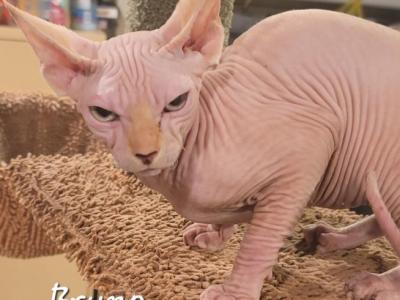 Bruno - Sphynx - Gallery Photo #1